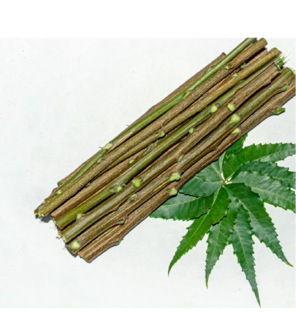Why Neem Dantun is the Best Natural Toothbrush You’re Not Using Yet
