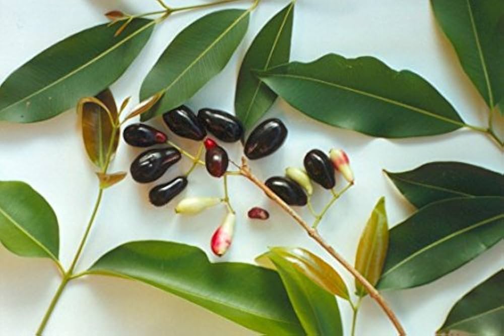 Jamun Leaves benefits