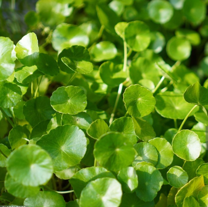 Gotu kola leaves(Thankuni)